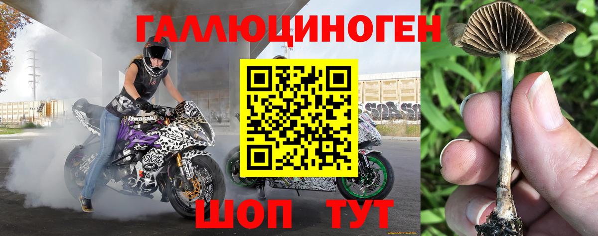 Псилоцибиновые грибы Cubensis Абинск